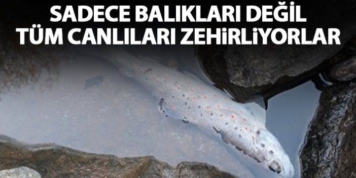Trabzon derelerinde balık katliamı! Suç aletlerini bırakıp gittiler