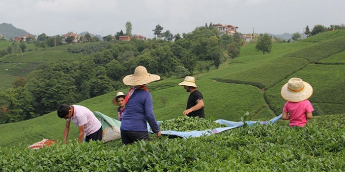2021 Yaş Çay Kampanyası! Özel sektör kuru çaya da zam yapılmasını bekliyor
