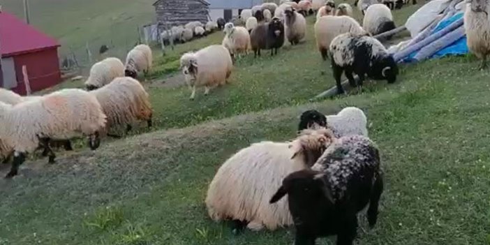 Trabzonlu çobanlar yün çağrısı yaptı