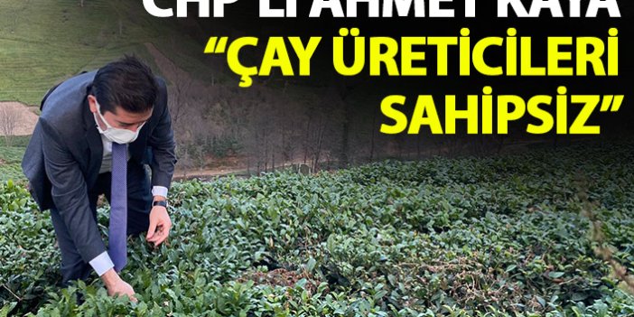 Ahmet Kaya: Çay üreticilerimizin derdi sahipsizlik