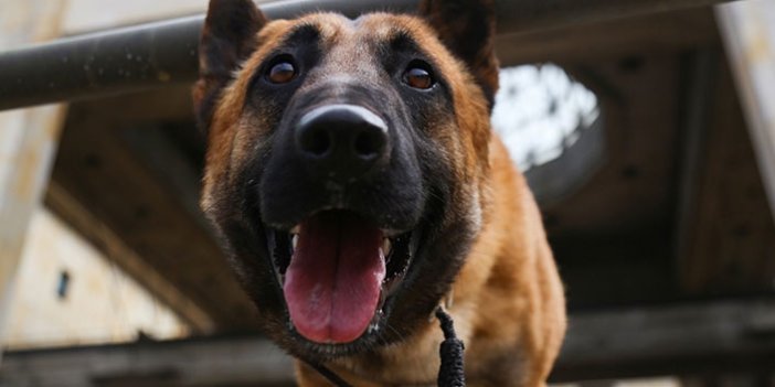 Kovid-19'la mücadelede dedektör köpekler işbaşı yaptı