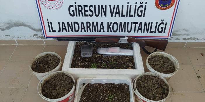 Giresun’da 198 kök kenevir bitkisi ele geçirildi. 25 Mayıs 2021