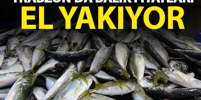 Trabzon'da balık fiyatları el yakıyor