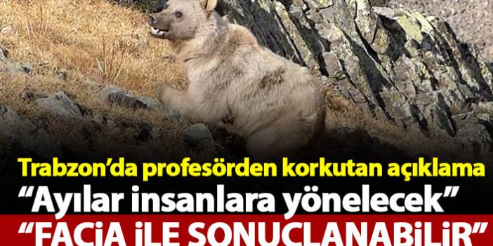 Trabzon'da Profesörden korkutan açıklama: Ayılar insanlara yönelecek...