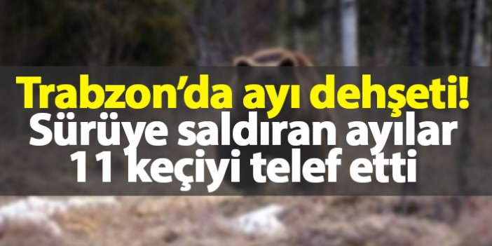 Trabzon'da ayı dehşeti! 11 keçi telef oldu