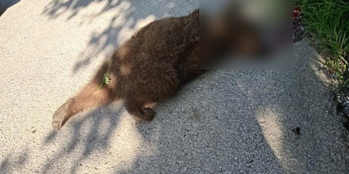 Trabzon’da aracın çarptığı ayı yavrusu telef oldu