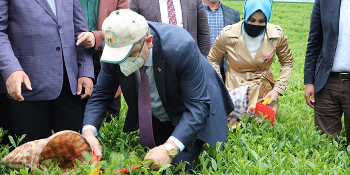 Trabzon'da çay hasadı törenle başladı