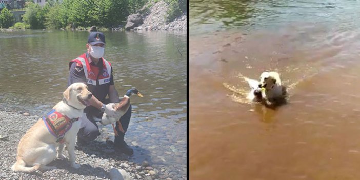 İz takip köpeği ‘Pipet’ yaralı ördeğin hayatını kurtardı