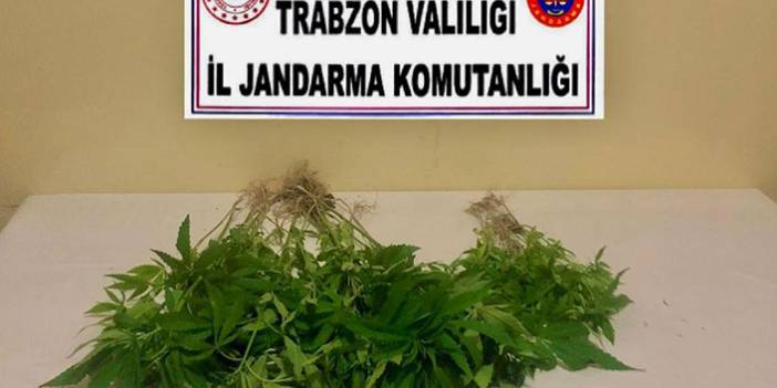 Trabzon’da Hint keneviri yakalandı