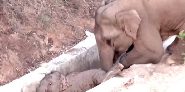 Çin’de su kanalına düşen yavru fili başka bir fil kurtardı