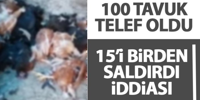 Trabzon'da köpeklerin saldırdığı tavuklar telef oldu