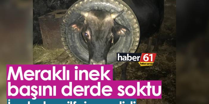Trabzon'da ineğin başı lastiğe sıkıştı, itfaiye kurtardı
