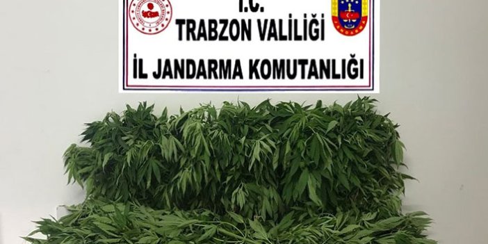 Trabzon’da operasyon! İki suç bir arada