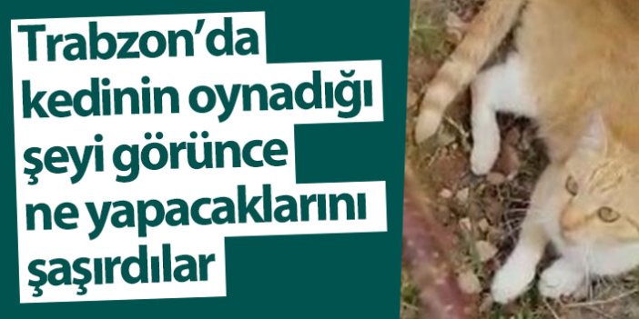 Trabzon'da kedinin oynadığı kertenkeleyi görünce şaşırdılar
