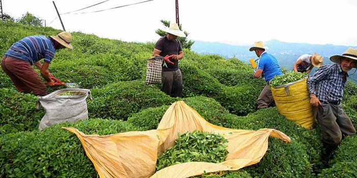 Çay ihracatından yılın ilk yarısında 10 milyon dolar gelir!