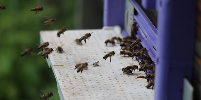 Samsun'da Kafkas damızlık arıları bal üretimini 3’e katladı