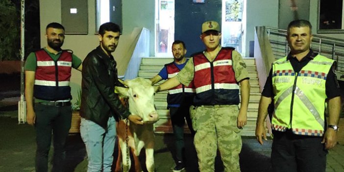 Yaylada çalınan inek, köyde yakalandı