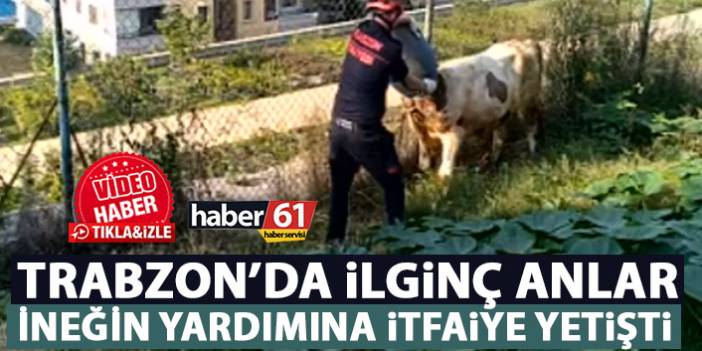 Trabzon'da ilginç anlar! Kafası bidona sıkışan ineğe itfaiye müdahale etti
