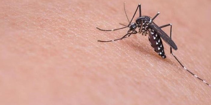 Korkulan oldu! Asya Kaplan Sivrisineği Trabzon dahil 13 ilde daha görüldü