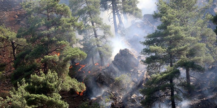 Kayseri'deki orman yangınında sigara izmariti şüphesi
