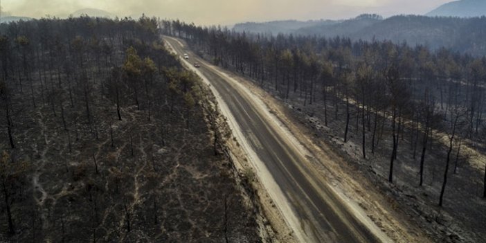 Yanan ormanları canlandırmak için fidan bağışı kampanyası