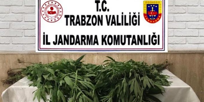 Trabzon'da kenevir ele geçirildi