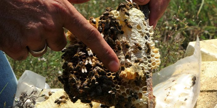 Ordu'da kraliçe arı üretimi artıyor