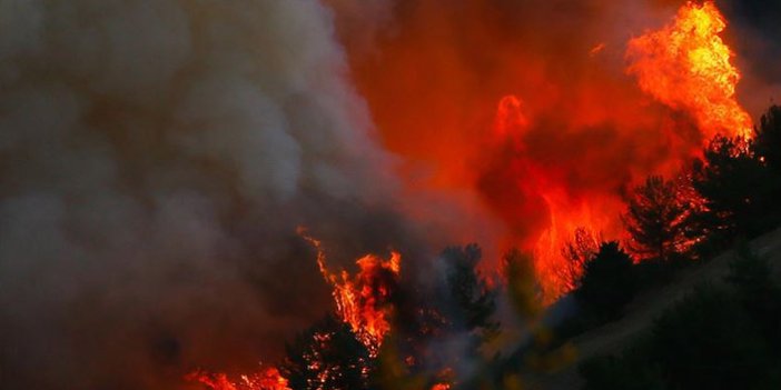 Orman Yangınlarında son durum! Cumhurbaşkanı Erdoğan açıkladı