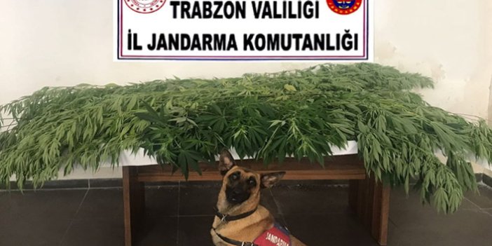 Trabzon’da uyuşturucuyu fındık bahçesine ektiler!