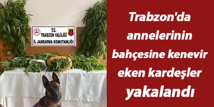 Trabzon'da annelerinin bahçesine kenevir eken kardeşler yakalandı