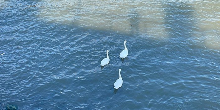 Göçmen kuğular Karadeniz'de mola verdi