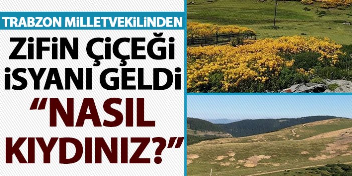 CHP'li Ahmet Kaya'dan zifin çiçekleri isyanı: Nasıl kıydınız bu güzelliklere