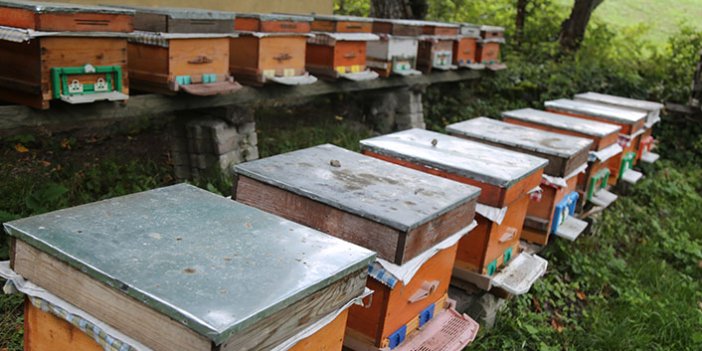 Türkiye'de yaşanan afetler ve küresel iklim değişikliği arıları vurdu