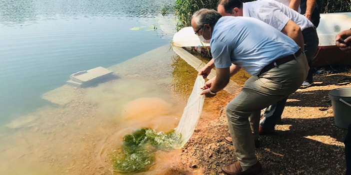 100 bin sazan balığı yavrusu Gaga Gölü'ne bırakıldı