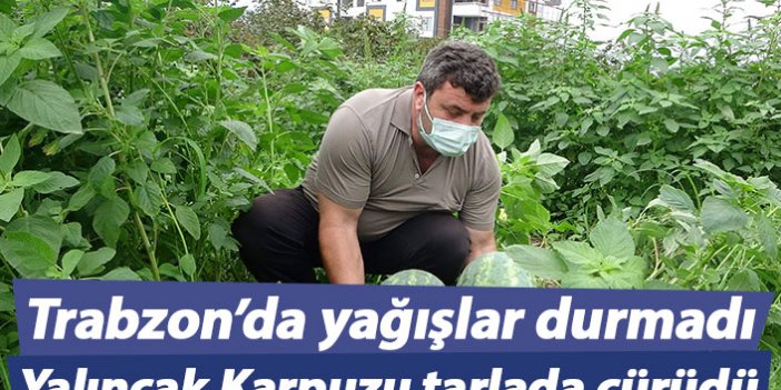 Trabzon'da yağışların vurduğu Yalıncak Karpuzu tarlada çürüdü