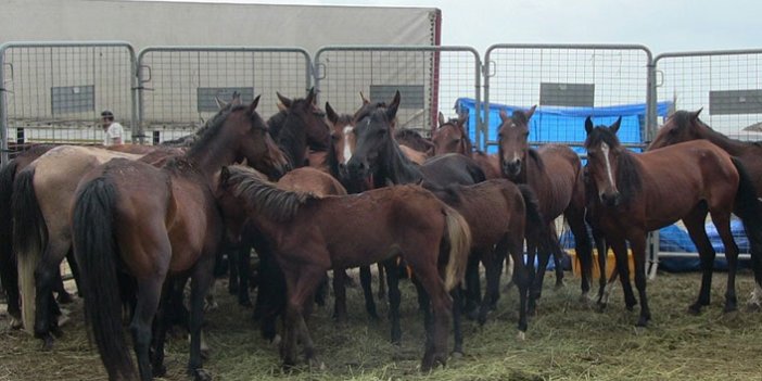 Artvin'de ölüme terk edilen atların sahibine ceza yağdı