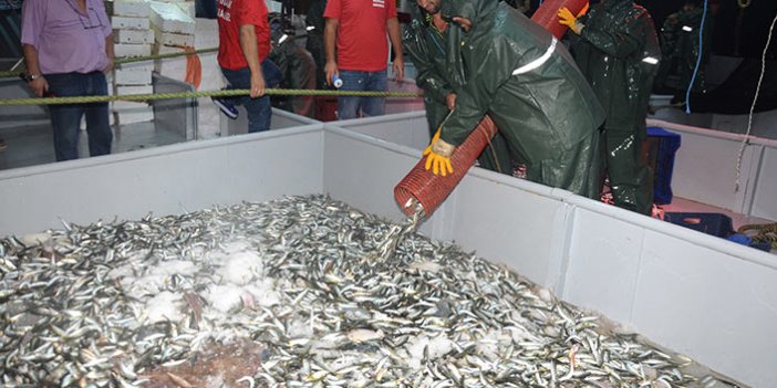 Balıkçılar ‘Vira Bismillah’ dedi, denizden istavrit fışkırdı