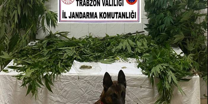 Trabzon’da uyuşturucu operasyonu,  46 kök kenevir ele geçirildi. 2 Eylül 2021