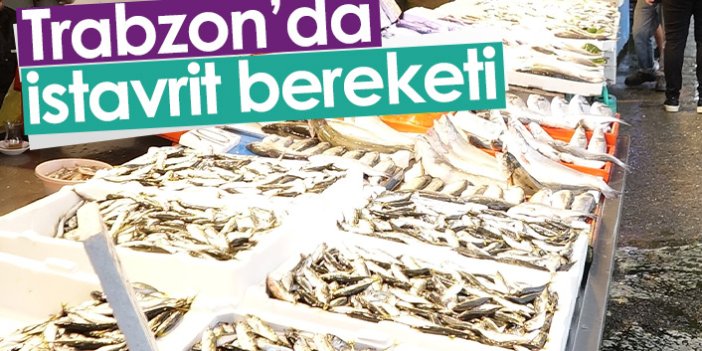 Trabzon'da balık pazarında istavrit bereketi