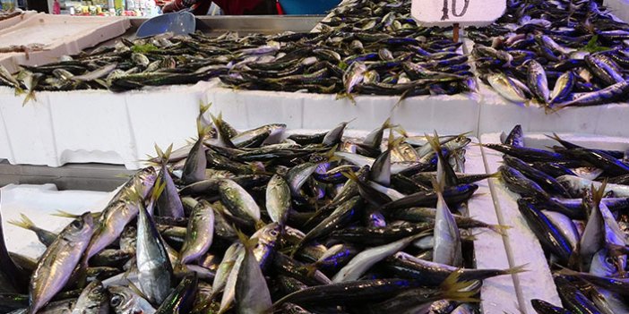 Trabzon'da av sezonu bereketiyle geldi! Son 10 yılın en bol istavrit avı