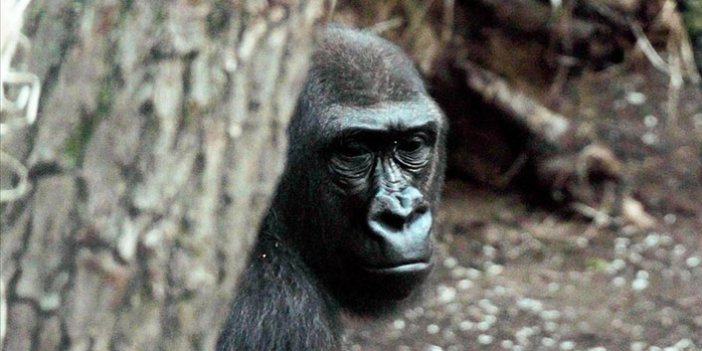 Hayvanat bahçesindeki goriller Kovid-19'a yakalandı