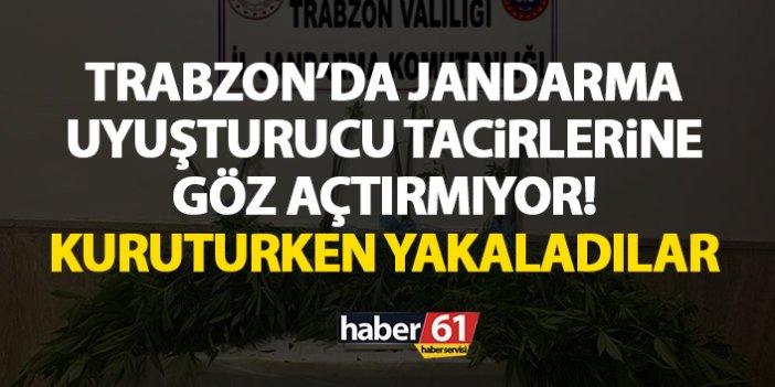 Trabzon’da jandarma göz açtırmıyor! Uyuşturucuyu kuruturken yakaladılar