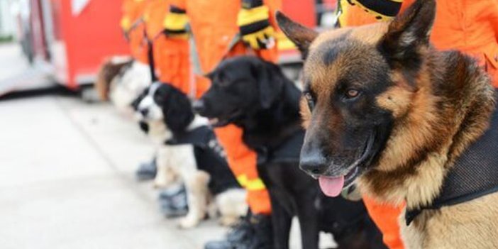Trabzon itfaiyesine 2 arama kurtarma köpeği dahil edildi