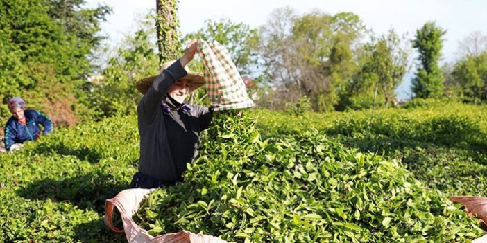 ÇAYKUR'dan 776 bin ton yaş çay alımı