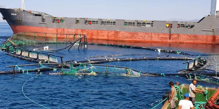 Kuru yük gemisi balık çiftliği havuzlarına çarptı: 20 milyonluk zarar var
