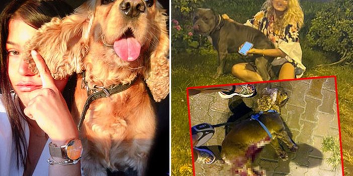 Tasmasız pitbull, saldırdığı köpeği öldürdü
