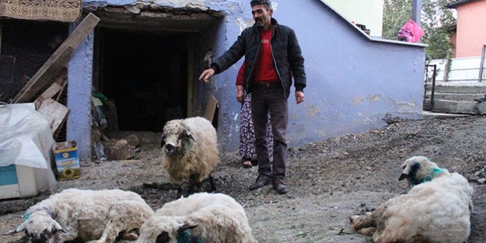 Aç kalan sokak köpekleri, koyun sürüsüne saldırdı
