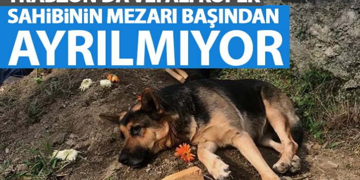 Trabzon'da vefalı köpek sahibinin mezarı başından ayrılmıyor