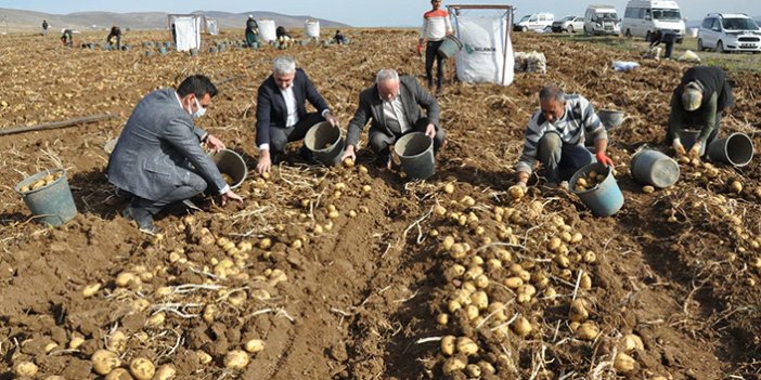 Patates hasadı tarla günü düzenlendi
