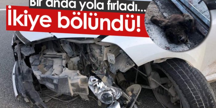 Gümüşhane Trabzon yolunda otomobil ayıya çarptı